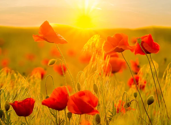 Campo de papoula vermelho à luz do sol nascente — Fotografia de Stock