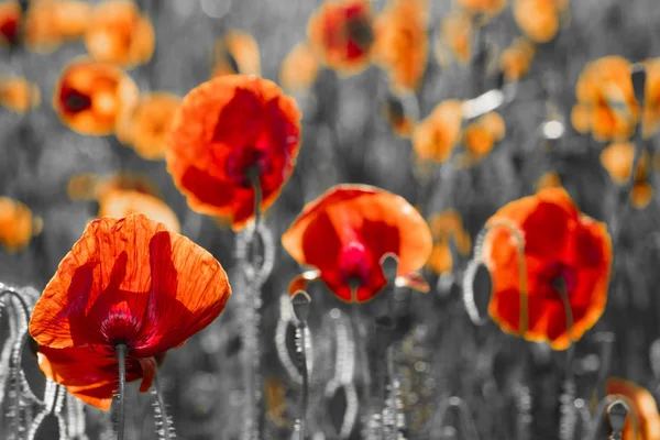 Amapolas rojas, blanco y negro —  Fotos de Stock