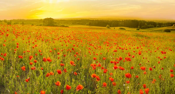 Campo de papoula vermelho à luz do sol nascente — Fotografia de Stock