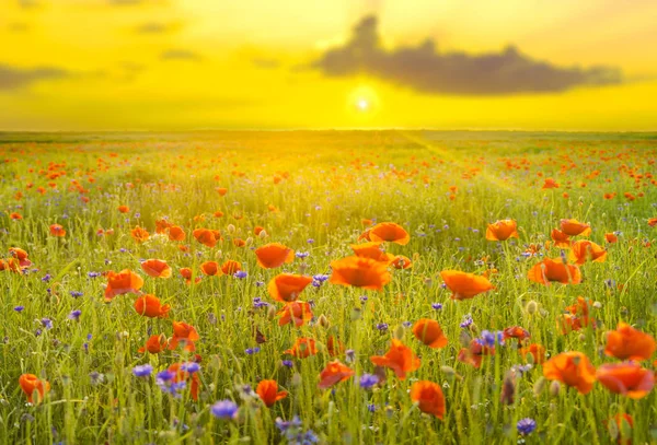 Wild poppies field in the evening light, panorama — Stock Photo, Image