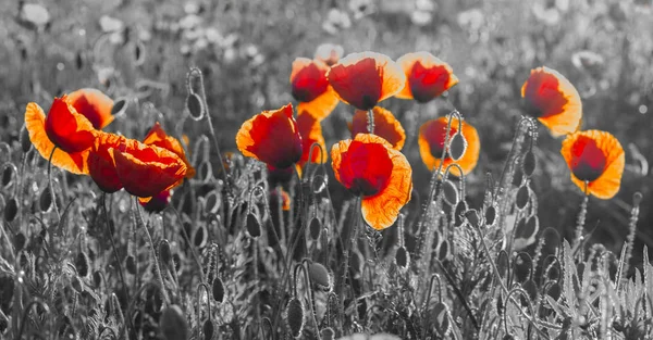 Rote Mohnblumen, schwarz und weiß — Stockfoto