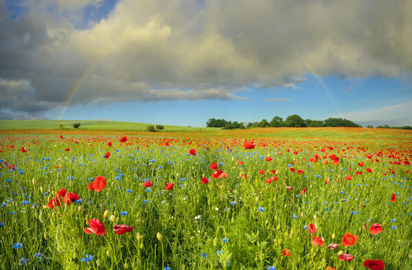 Field of red poppies in a beautiful sunny day