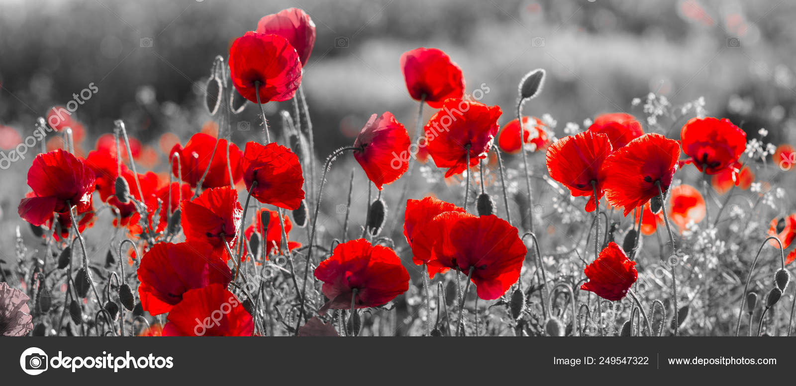 Red poppies, black and white Stock Photo by ©MikeMareen 249547322