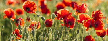 Kırmızı haşhaş ile Panorama