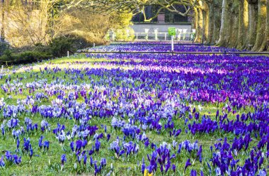 Szczecin, Polonya şehir parkında renkte çiçek açan çiğdemler