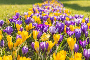 Bahar çiçekli çiğdemler, Szczecin bir parkta bir c olduğu