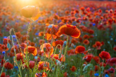 Peygamber ve setti diğer çiçekler arasında kırmızı haşhaş