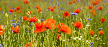 Kırmızı vahşi haşhaş ve kır çiçekleri