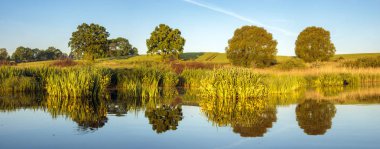 Lila gölet, göle çiçek açan nilüferler