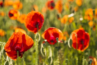 Çiçekler Kırmızıgelincikler vahşi tarlada çiçek açarlar