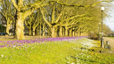 Bahar çiçekli çiğdemler, Szczecin bir parkta bir c olduğu
