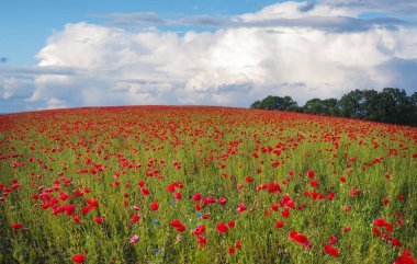 Güzel bir güneşli gün içinde kırmızı haşhaş alan