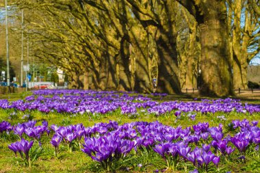 Şehir Parkı baharda çiçek açan Çiğdem