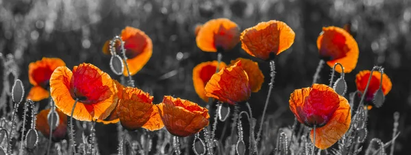 Kırmızı poppies, siyah ve beyaz — Stok fotoğraf