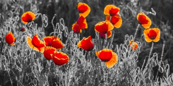 Rote Mohnblumen, schwarz und weiß — Stockfoto