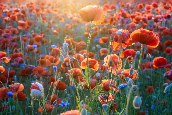 Pradera de amapola a la luz del sol poniente, amapola y flujo de maíz — Foto de Stock