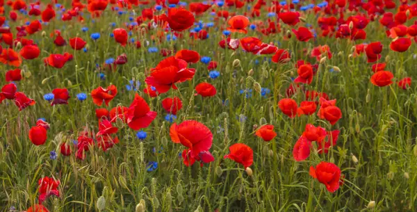 Piros Pipacsok, gyógynövények és wildflowers — Stock Fotó