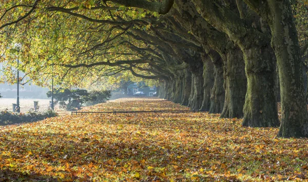 Autumn alley of plane trees in park in Szczecin, Poland — Stock Photo, Image