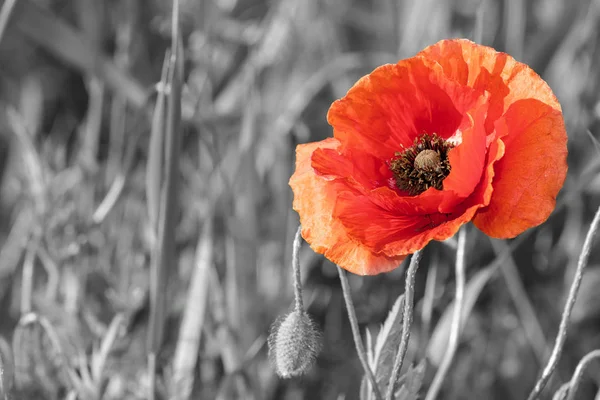Red poppies, black and white — Stock Photo, Image