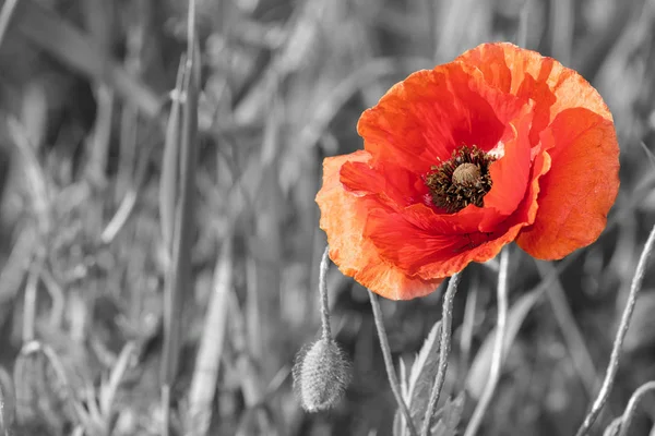 Kırmızı poppies, siyah ve beyaz — Stok fotoğraf