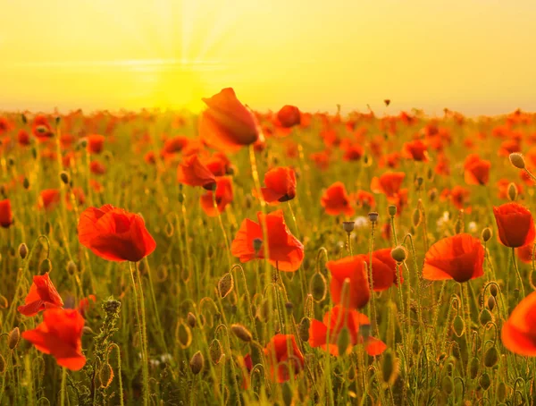 昇る太陽の光の中で赤のケシ畑 — ストック写真