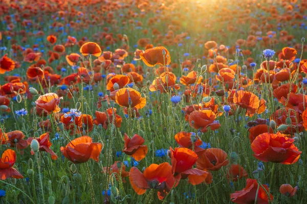 Červené máky mezi květy v západu slunce světlo — Stock fotografie