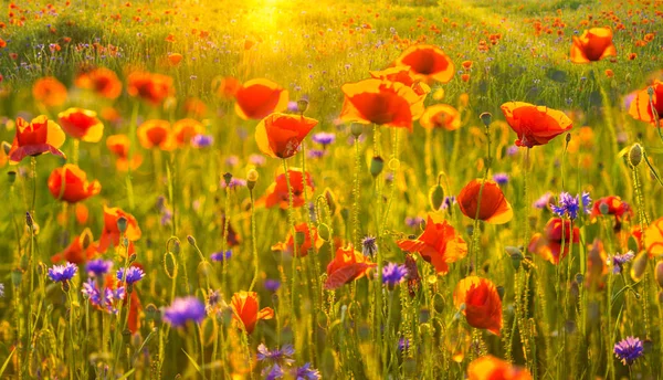 Red poppy field in the light of the rising sun — Stock Photo, Image