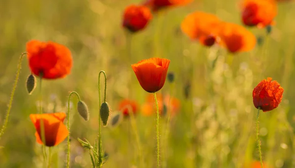 Amapolas rojas —  Fotos de Stock