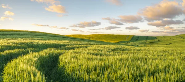 Zieleń, wiosna pole, panorama — Zdjęcie stockowe
