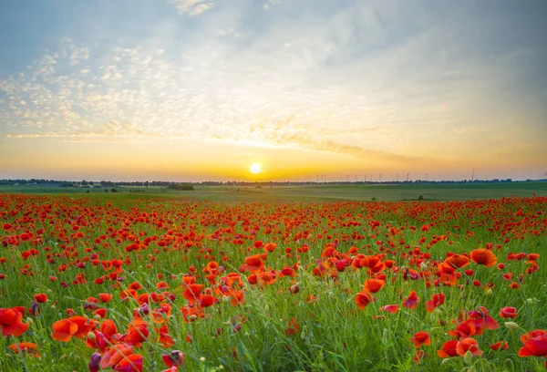 ポピーの草原に沈む夕日 — ストック写真