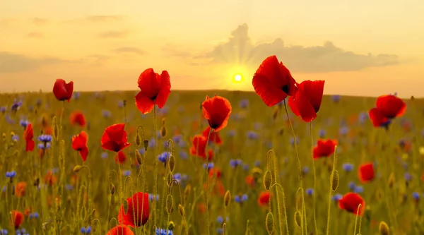 Puesta de sol sobre un prado de amapola — Foto de Stock