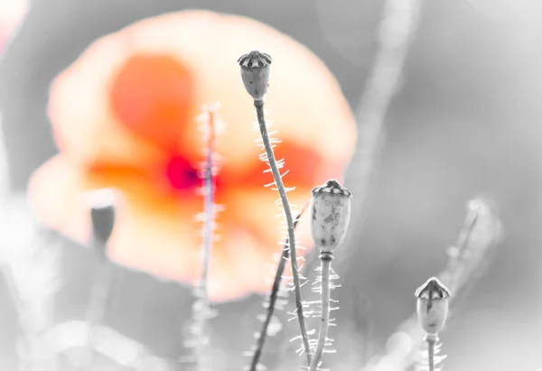 Schöne Mohnblumen Auf Wildem Feld — Stockfoto