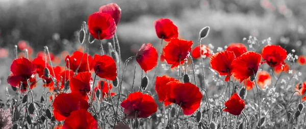 Kırmızı poppies, siyah ve beyaz — Stok fotoğraf