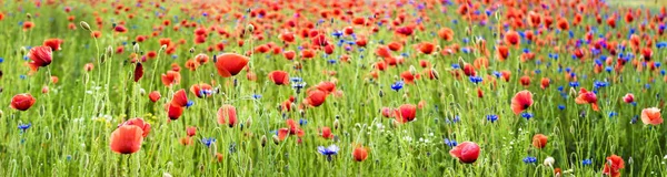 Wild poppies field in the evening light, panorama — Stock Photo, Image