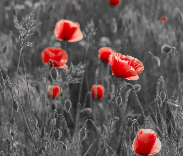 Wild poppies field in the evening light, panorama-black and whit — Stock Photo, Image