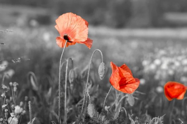 Red poppies — Stock Photo, Image