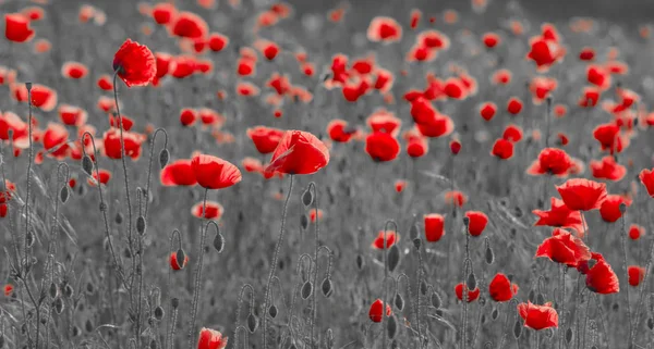 Wild papavers veld in het avondlicht, panorama-zwart en whit — Stockfoto