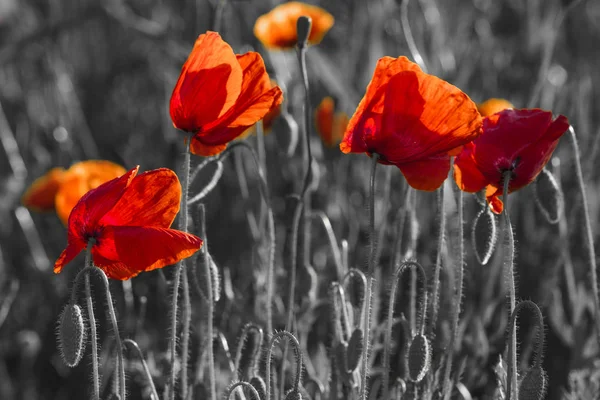 Rote Mohnblumen, schwarz und weiß — Stockfoto