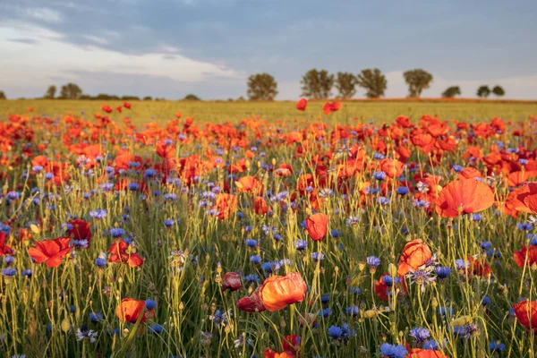 Kompozisyon kırmızı poppies, otlar ve kır çiçekleri — Stok fotoğraf
