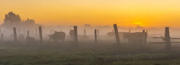 Vacas en un prado en una nebulosa mañana de verano — Foto de Stock