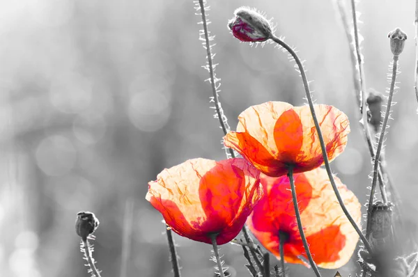 Bellissimi Papaveri Campo Selvatico — Foto Stock