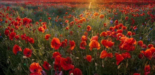 Papoilas vermelhas entre flores de milho e outras flores silvestres no setti — Fotografia de Stock