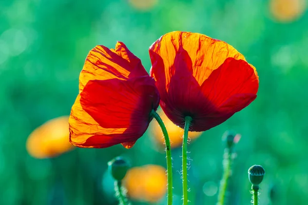 Flowers Red poppies blossom on wild field Stock Photo
