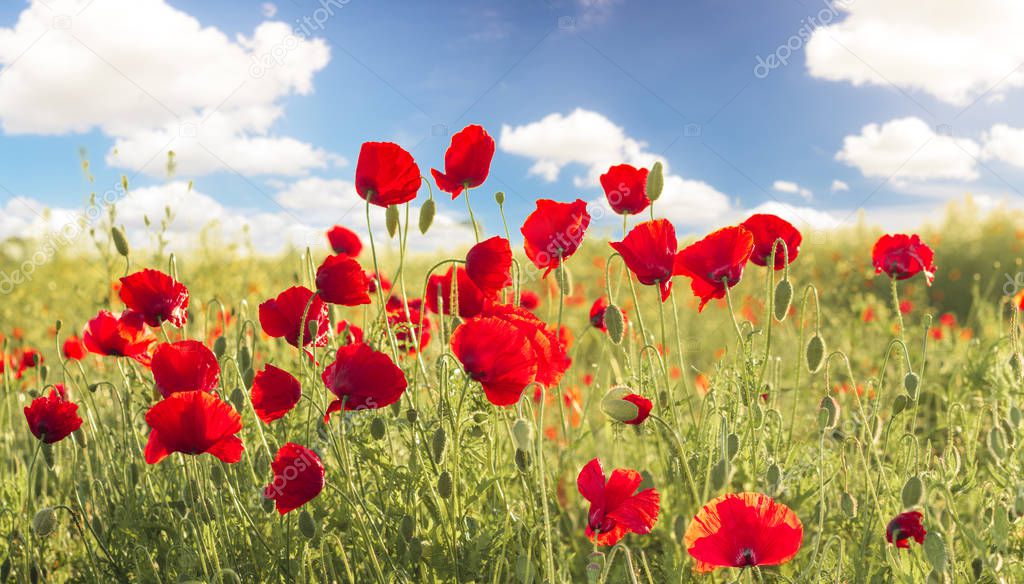 beautiful red poppies blooming on field