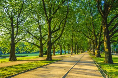 Bahar Parkı, avenue ağaçlar, yeşil yaprakları, yeşil çim