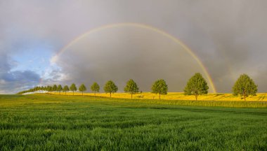 Gökkuşağının üstünde yeşil, Bahar alan
