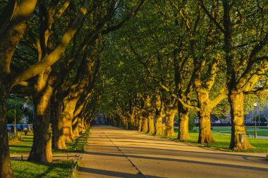 Bahar Parkı, avenue ağaçlar, yeşil yaprakları, yeşil çim