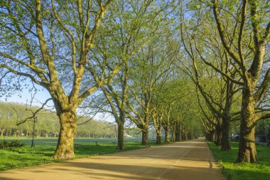 Çınar ağaçları bir bahar Park Avenue