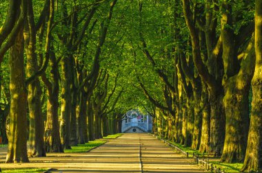 Bahar Parkı, avenue ağaçlar, yeşil yaprakları, yeşil çim