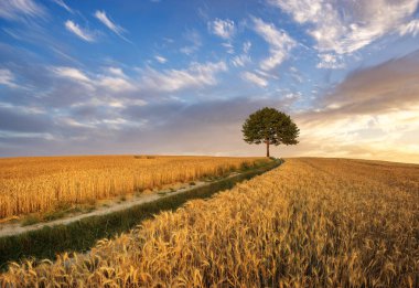 Olgun buğday bir alan üzerinde yükselen güneş